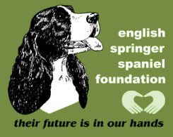 English Springer Spaniel Foundation: Their Future Is In Our Hands