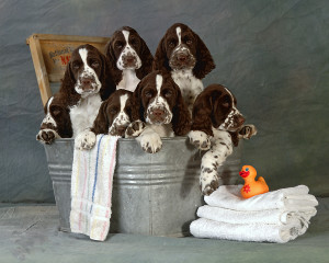 BathTime